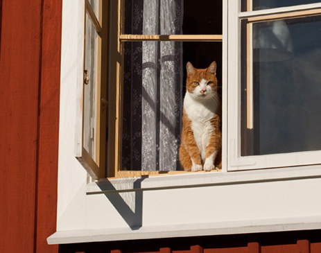 Katt i köks fönster